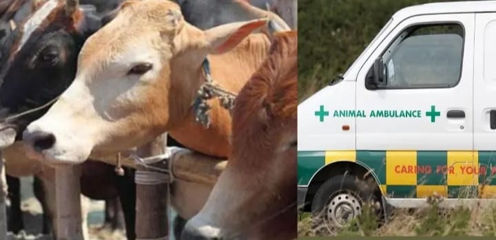 animal ambulance