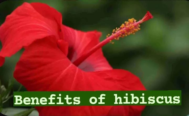 Benefits Of Hibiscus