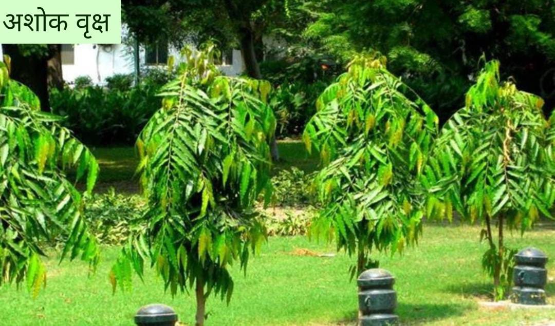 Benefits of planting Ashoka tree.